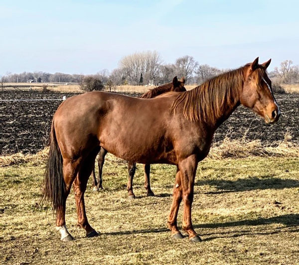 My Right Horse Adoptable Horse of the Week - Patenna