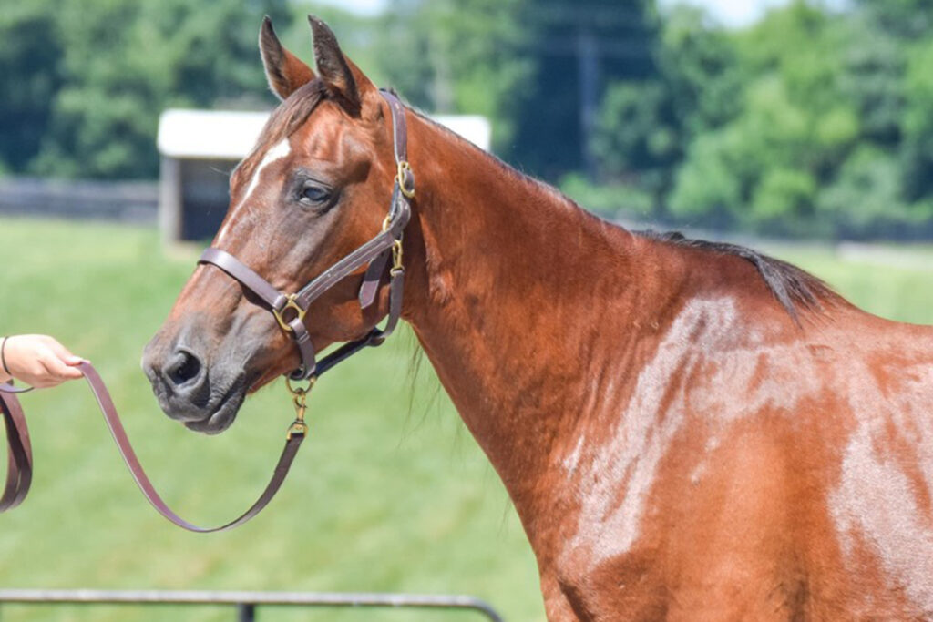 adoptable horse Rebecca