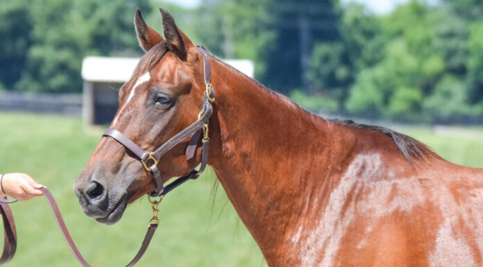 adoptable horse Rebecca