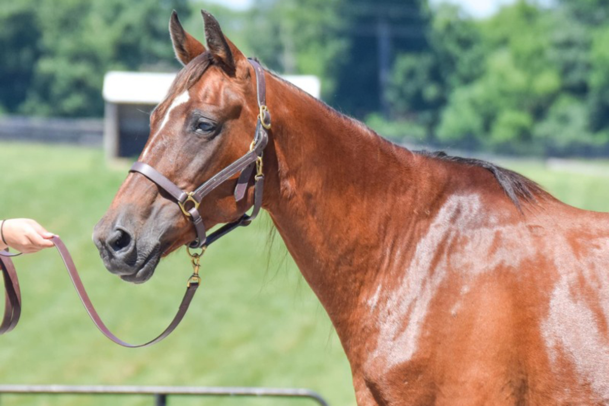 ASPCA’s Right Horse Adoptable Horse: Rebecca
