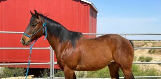 ASPCA Right Horse Adoptable Horse of the Week Rex