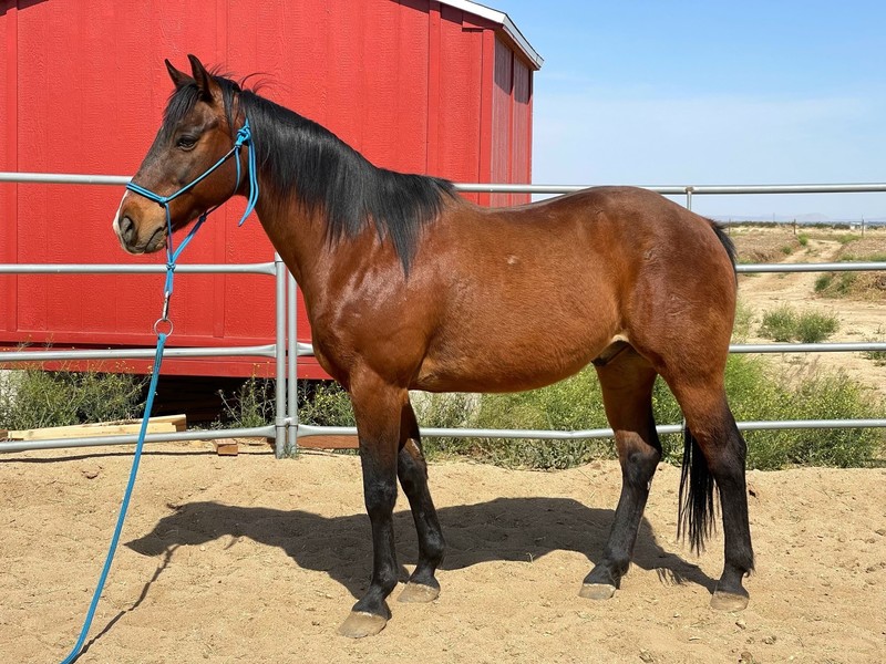 ASPCA Right Horse Adoptable Horse of the Week Rex