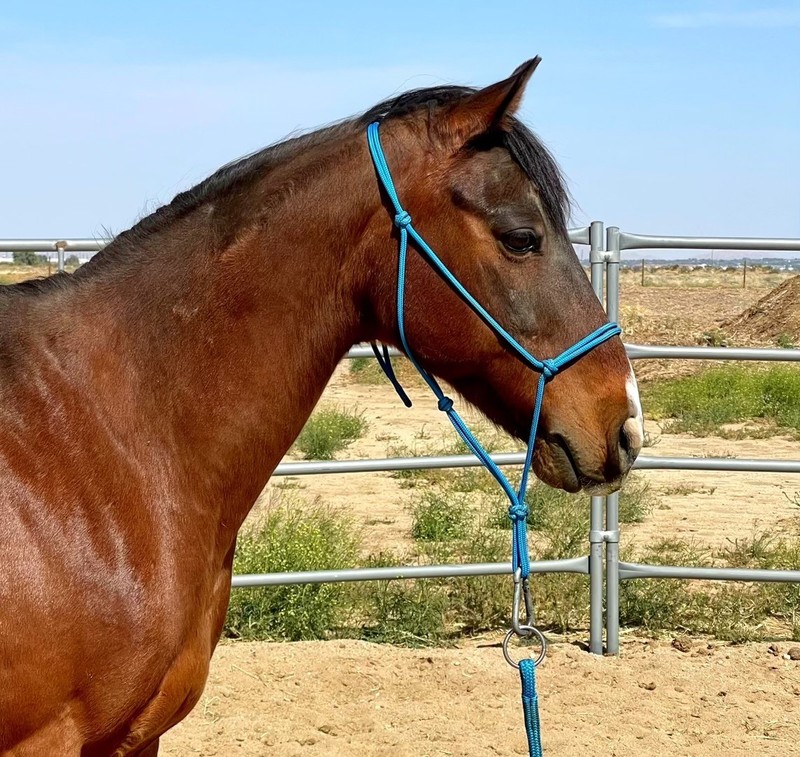 Wild at Heart Horse Rescue