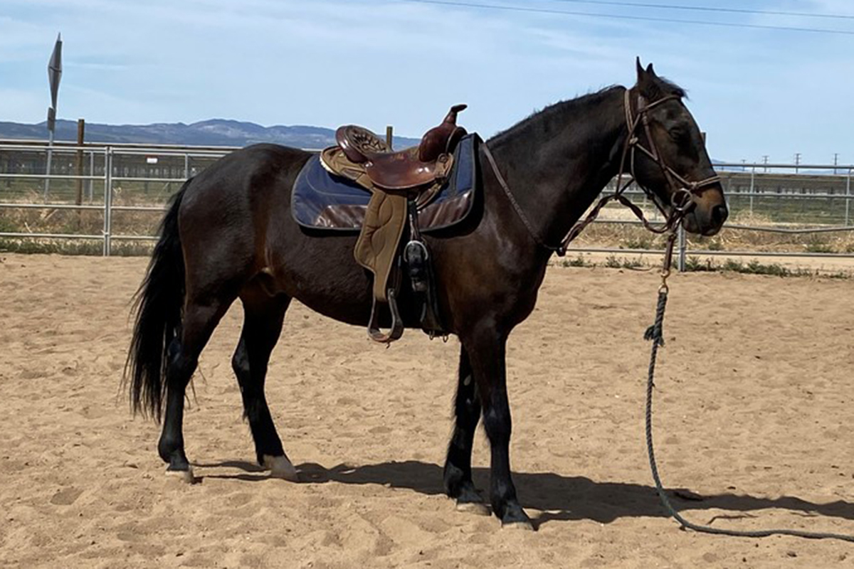 adoptable horse rocky