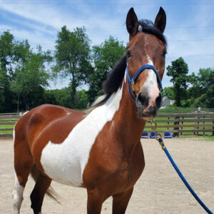 ASPCA’s Right Horse Adoptable Horse: Shy