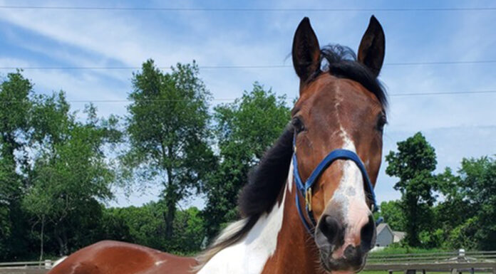 adoptable horse Shy