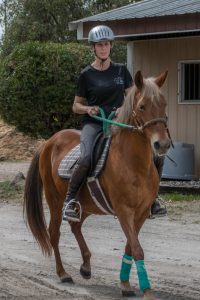 My Right Horse Adoptable Horse of the Week - Sonora