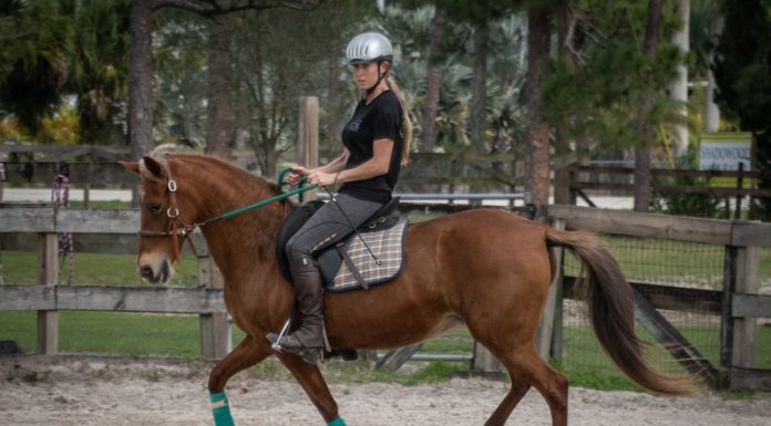 My Right Horse Adoptable Horse of the Week - Sonora