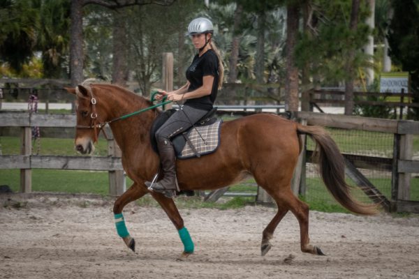 My Right Horse Adoptable Horse of the Week - Sonora