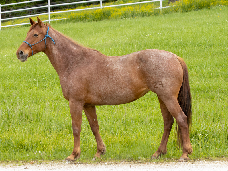A red roan Quarter Horse mare