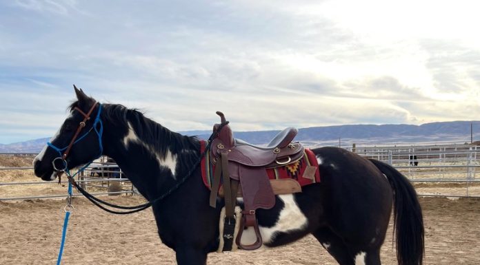 Adoptable Horse Wren