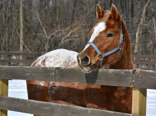 Faithful - Adoptable Horse of the Week.