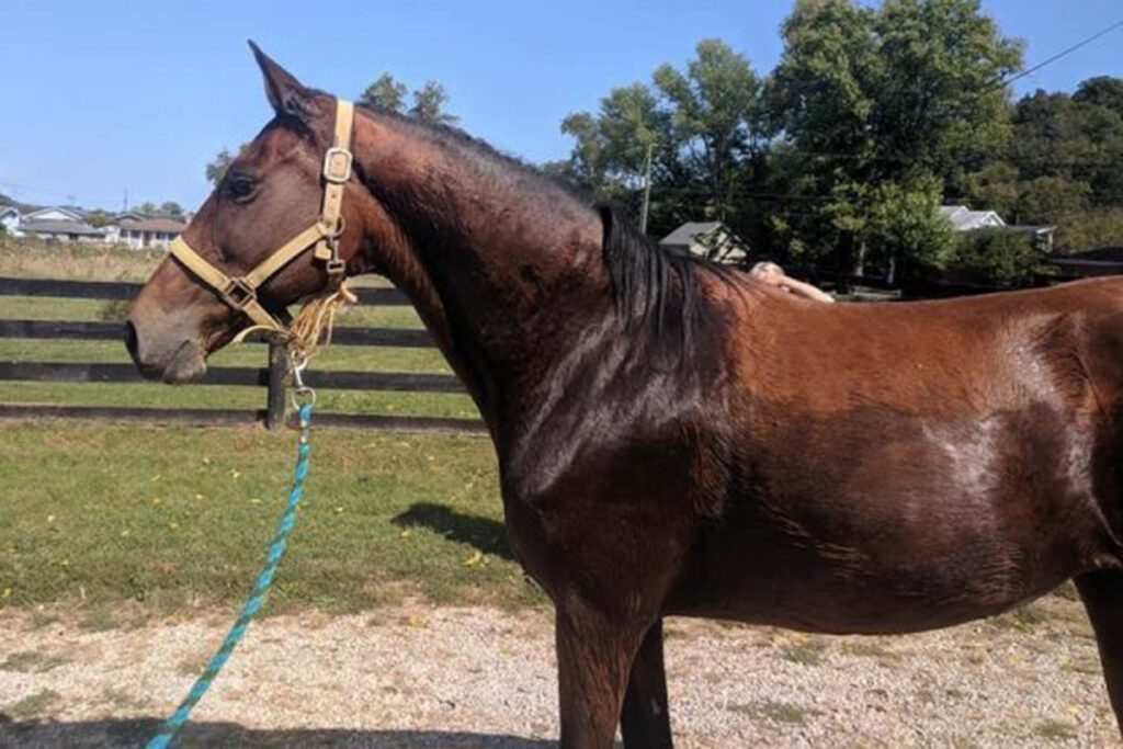 adoptable horse Greta