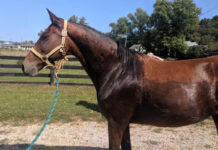 ASPCA’s Right Horse Adoptable Horse: Greta