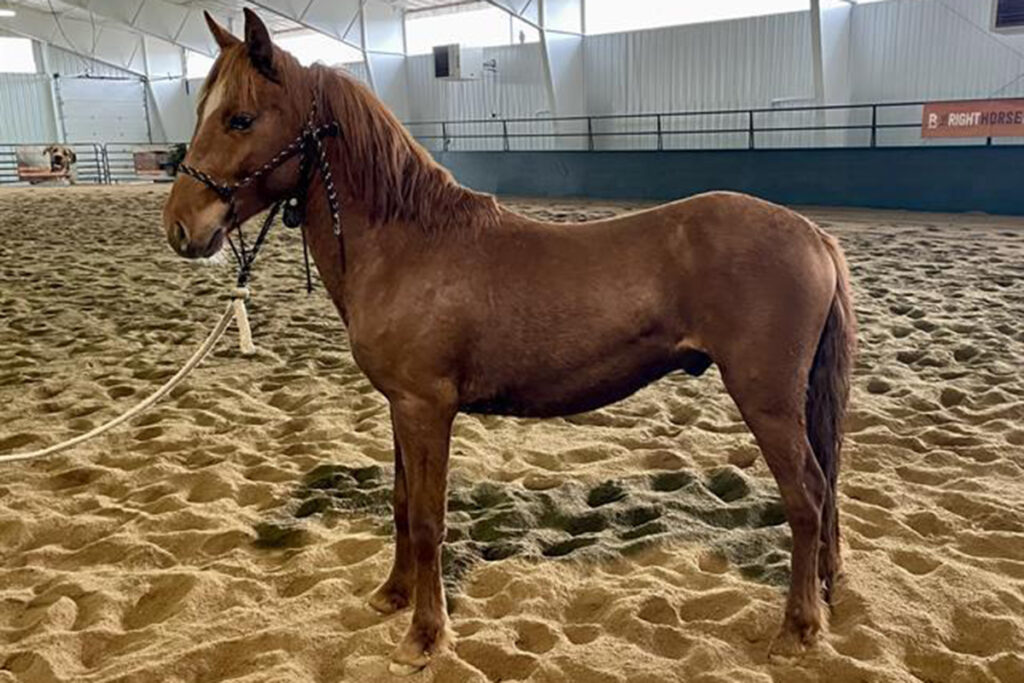 adoptable horse Chorizo