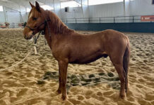 ASPCA’s Right Horse Adoptable Horse: Chorizo adoptable horse Chorizo