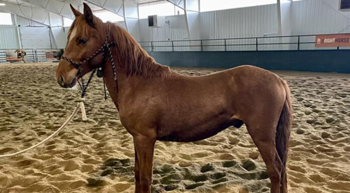 adoptable horse Chorizo
