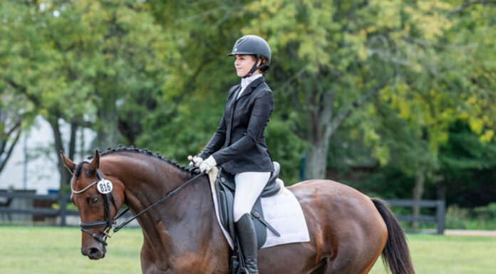 adoptable horse Marie Joelle