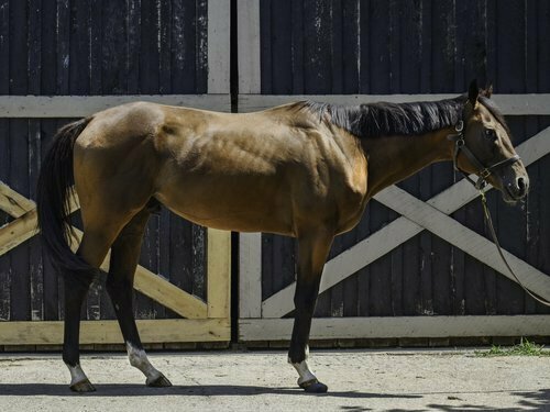 OTTB gelding up for adoption