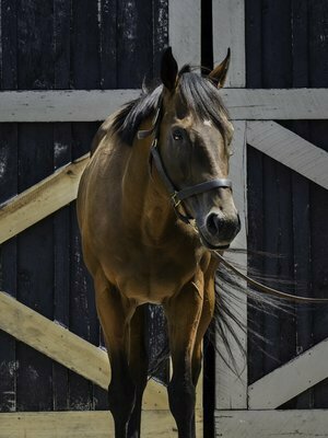 OTTB Toro Strike, up for adoption