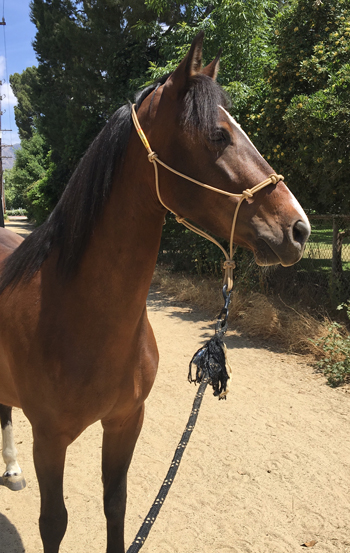 Kara, a TIP Mustang