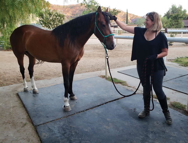 Horse and Owner Bonding