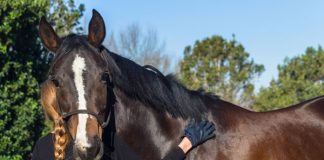 Latex Allergies May Play Role in Equine Asthma - Horse owner gloves