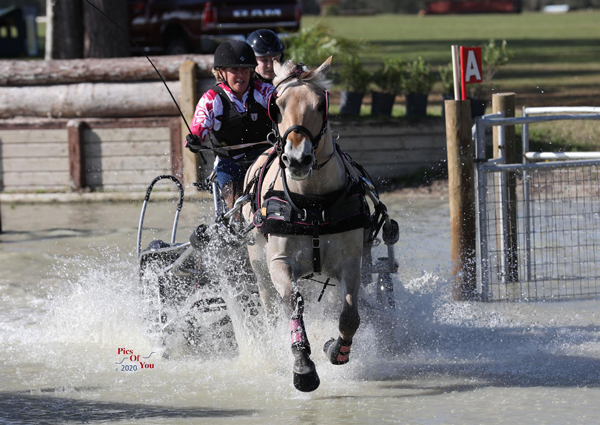 Leslie Berndl and Sweetwater's Marmaduke at the USEF Preliminary Combined Driving National Championships