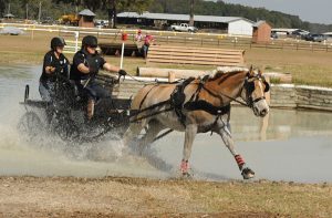 The Right Stuff: How to Choose a Driving Horse