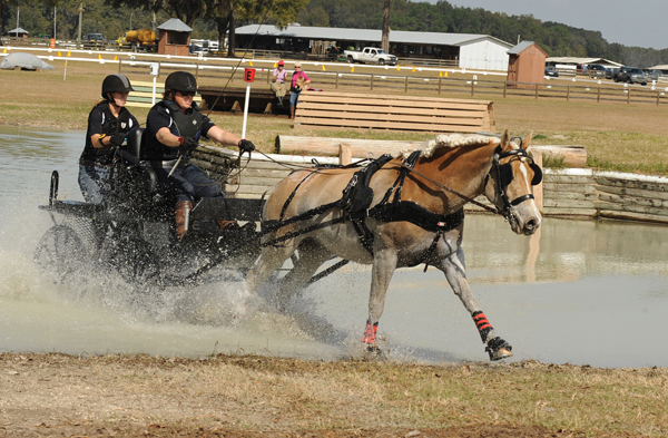 Combined driving Haflinger