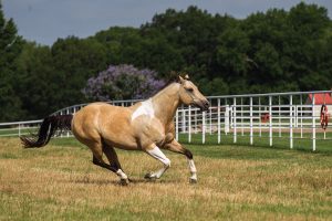 Light colored American Paint horse.