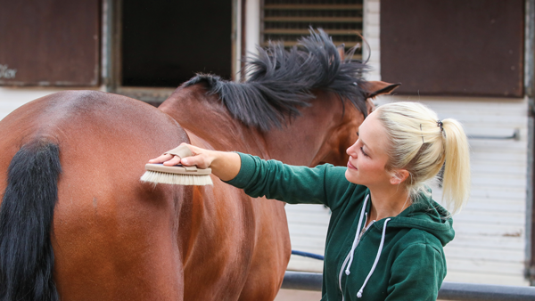 Grooming a Horse