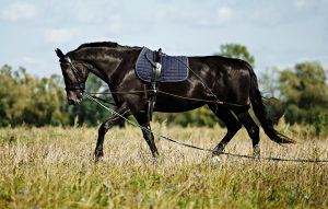 Seven Riding and Longing Exercises to Improve Your Skills When You’re Crunched for Time