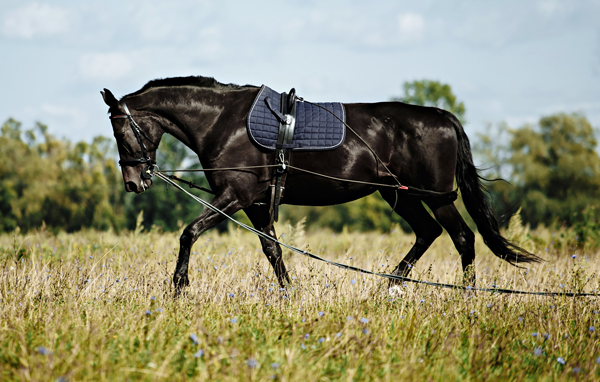 Longeing and Riding Exercises