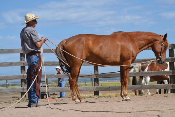 Exercise a senior horse on long lines