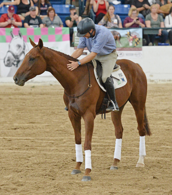 Thoroughbred Makeover Freestyle Division