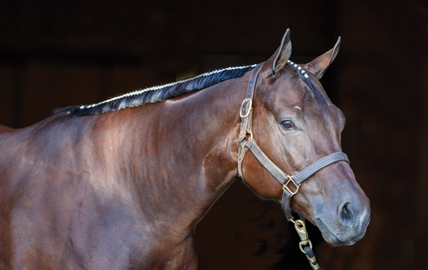 Mane Banding a Western Horse