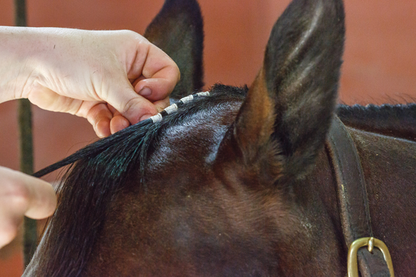 Banding a forelock