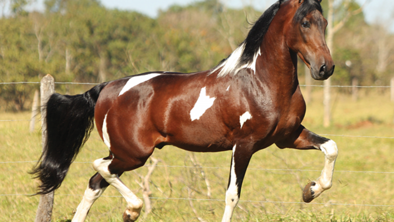 Argentine Criollo Horse Colors