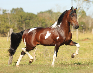Horses of South America