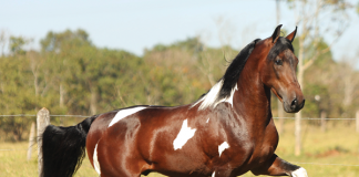 Mangalarga Marchador - Horse Breeds of South America