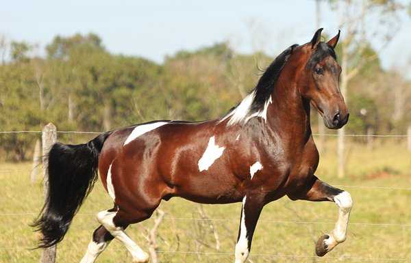 Mangalarga Marchador - Horse Breeds of South America