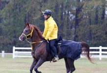 Marcia Weilbach and Zanthus Fury in the USEF Endurance National Championships