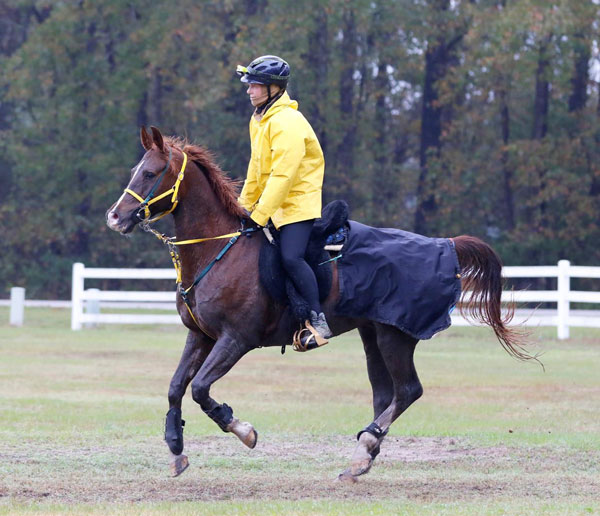 Marcia Weilbach and Zanthus Fury in the USEF Endurance National Championships