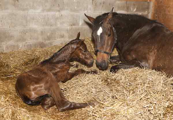 Mare and Newborn Foal