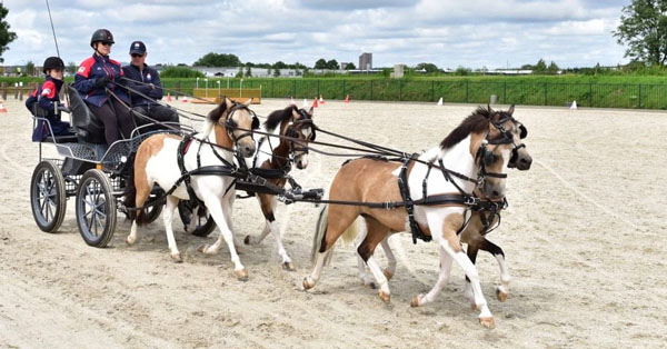 Mary Phelps and Gangster Ponies driving four-in-hand