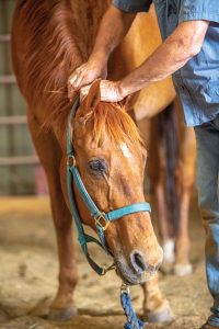 Stretch Your Horse For Better Health