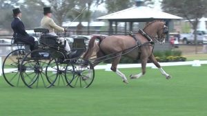 Video of the Week: Team Sterling Combined Driving