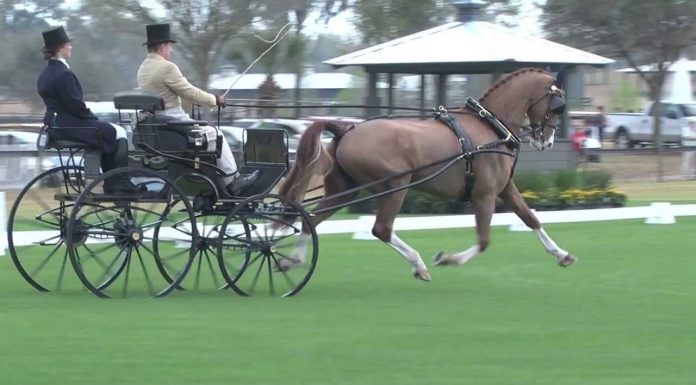 Team Sterling Combined Driving