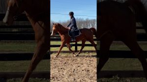 My Right Horse Adoptable Horse of the Week: Salted Cloud — November 16, 2020